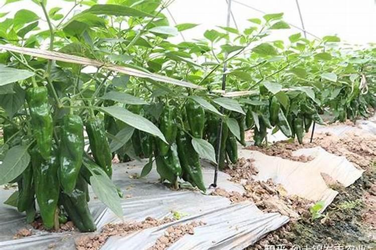 露天种植青椒每亩能产多少斤青椒？