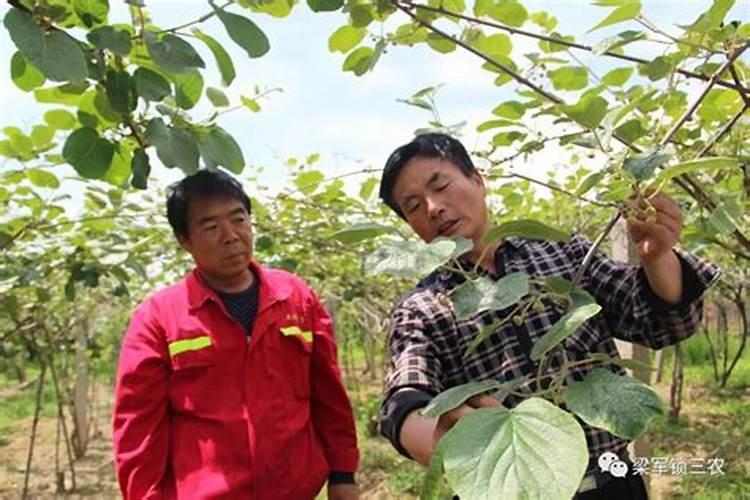黄豆施什么肥比较好