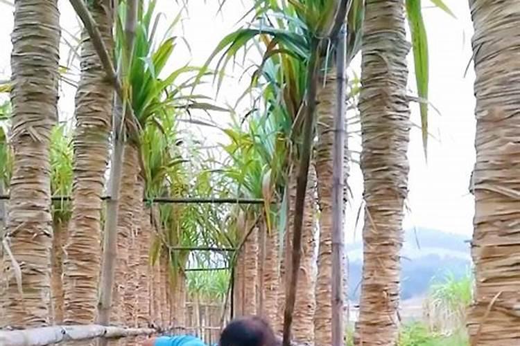梨树采果后如何施肥 梨树采果后最佳施肥时间