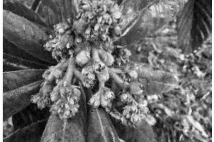 茶苗移栽后需要喷洒生根剂吗