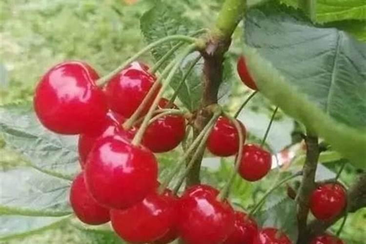 樱桃树浇什么肥料合适