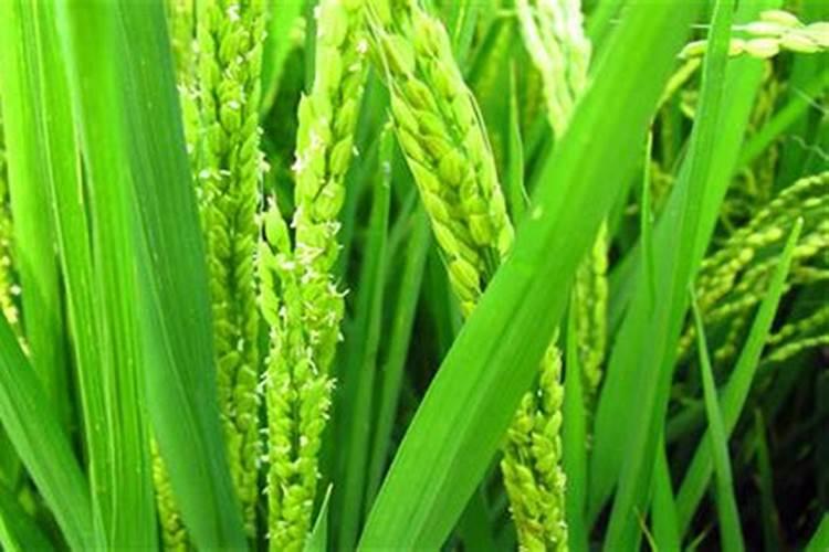 水稻56叶期喷施什么肥好？