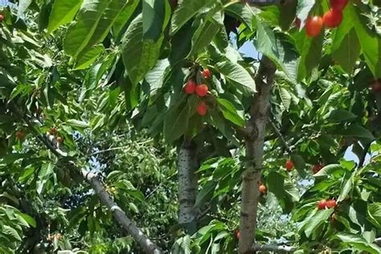 种植果树要怎么科学施肥,你有了解吗？