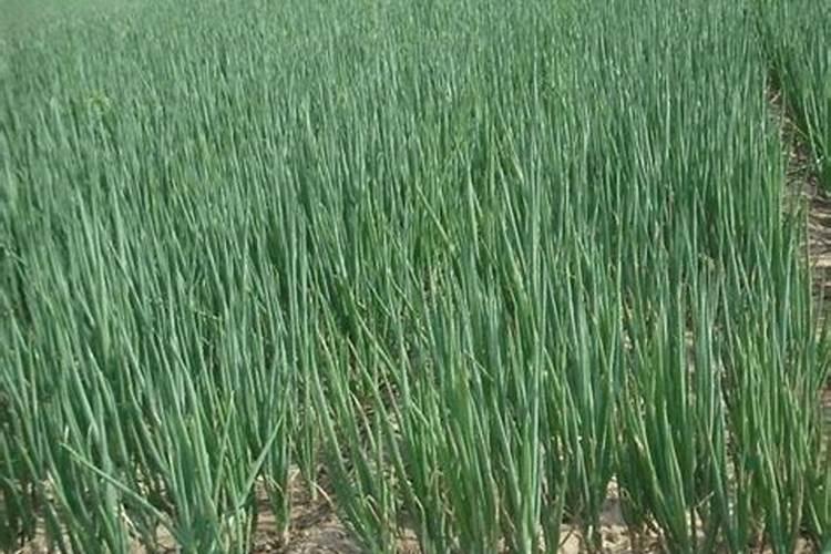 种大葱用什么肥料,肥料用多了怎么办