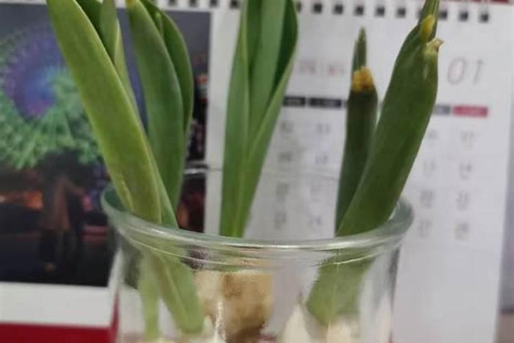 种植郁金香用什么肥料