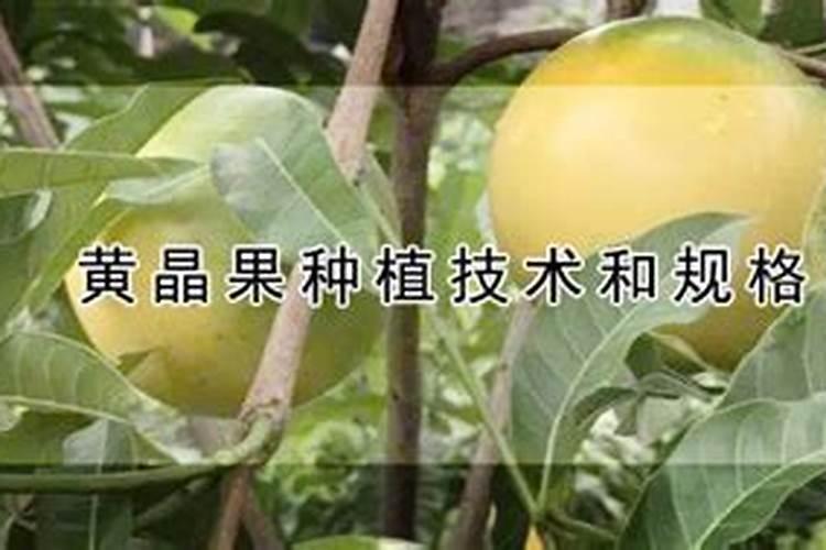 黄晶果(黄金果)怎么养护？