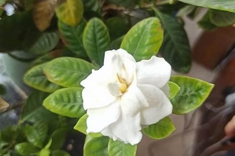 如何给栀子花施肥