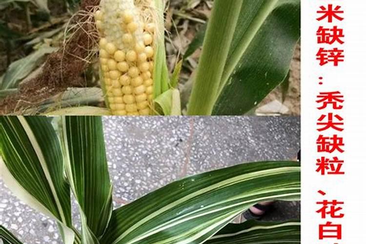 棉花后期需要什么肥料