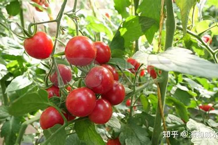 番茄什么时候冲钙肥好 注意事项有哪些