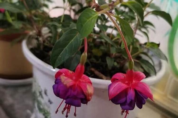 倒挂金钟叶片油绿,就是不开花？现在做4步,花苞很快冒出来