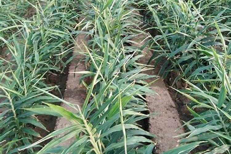 高产大姜施肥方法 姜如何施肥