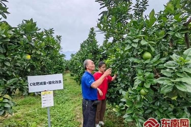 三红蜜柚苗如何施肥