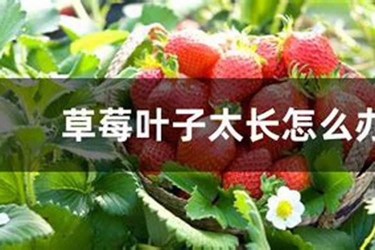 草莓只长叶子不开花原因及处理方法