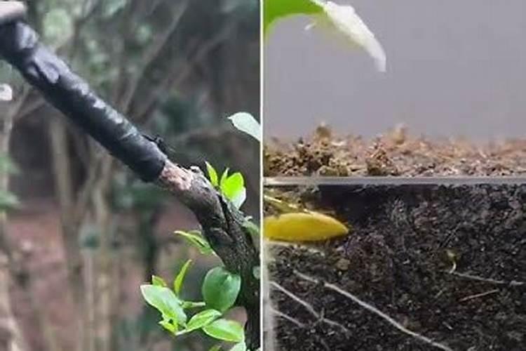 金弹子的养殖方法和注意事项