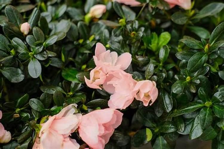 杜鹃花施肥的方法