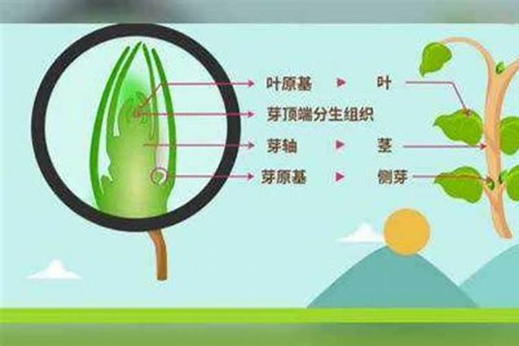 小雏菊刚发芽需要施肥吗？要什么时候施肥？施哪种肥料？