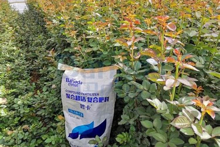 想要增加葡萄的产量,可以依靠阳光玫瑰葡萄技术吗？