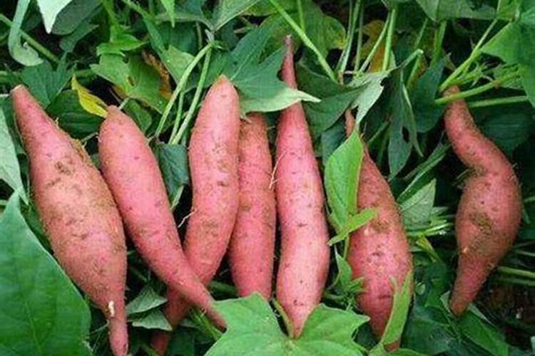 红薯打什么叶面肥增产,植物叶面肥有哪些