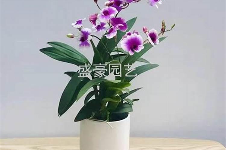 千万记住这些花不能用土养,一浇水就烂了!