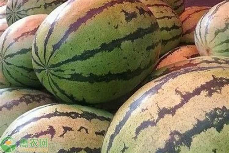 露天西瓜种植技术有哪些