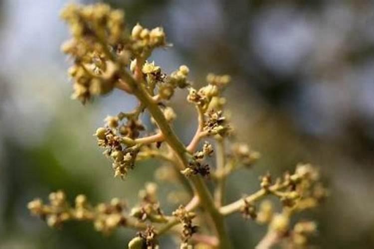 芒果膨大的方法是什么？需要给芒果打叶面肥吗？