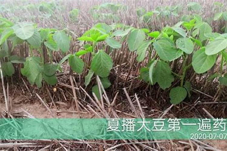 番茄病毒病发生防治 番茄生长注意事项