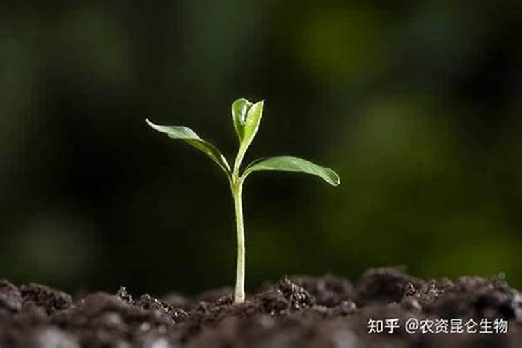 芒果树使用矿源黄腐酸钾的功能和用量？芒果果期能喷施矿源吗
