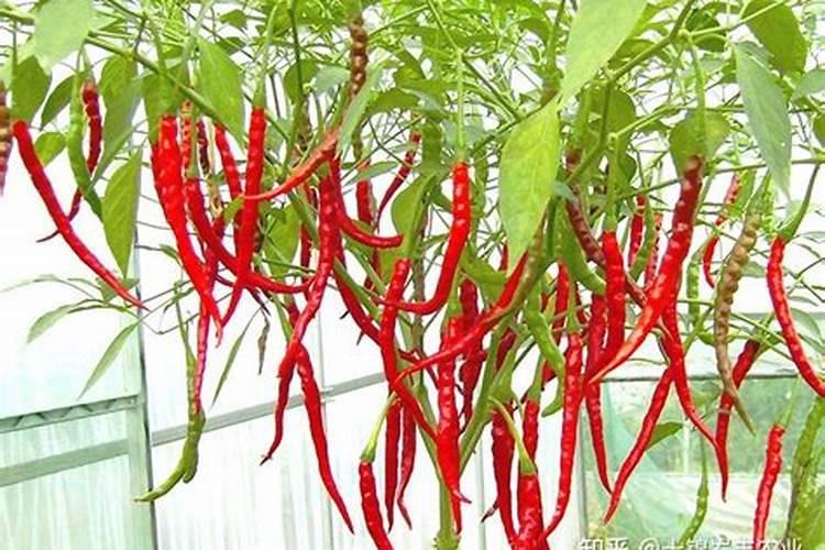 为什么夏天种植辣椒要补硼？硼有什么用？