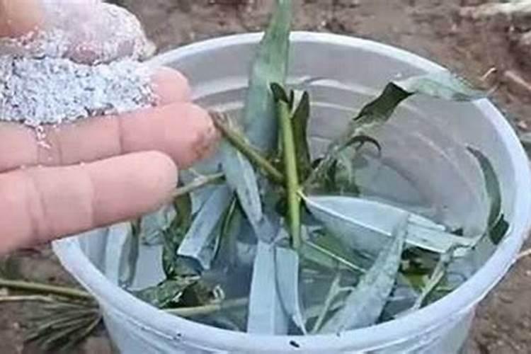 竹子怎么栽种