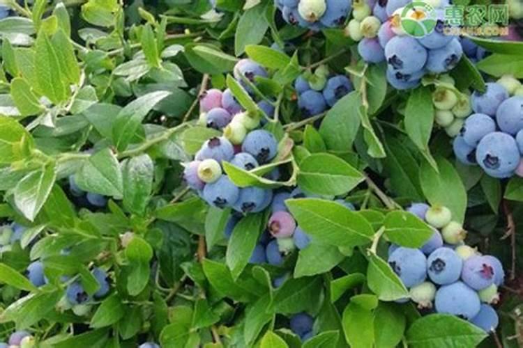 蓝莓施肥用什么肥料最好 种蓝莓用肥正确长得快