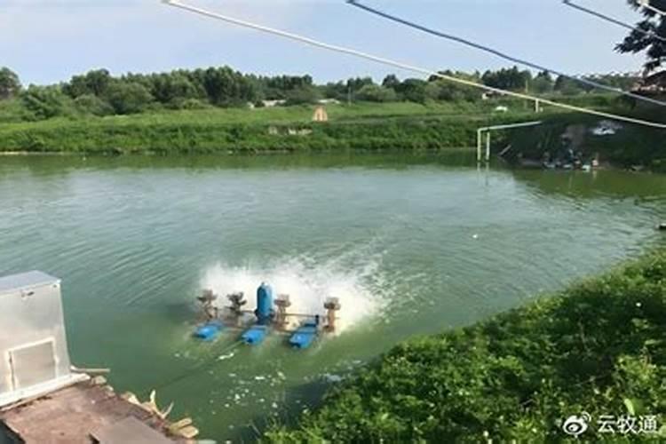 虾塘冬季用什么肥水 冬天虾塘肥水用什么最佳