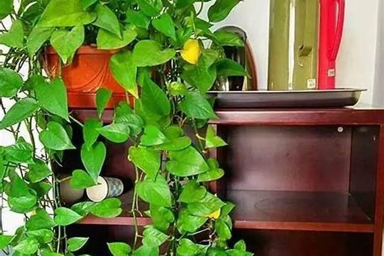 绿萝施氮肥多少比例