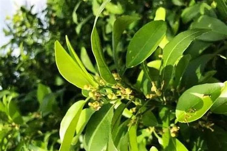 沃柑开花期可以施双酶尿素吗
