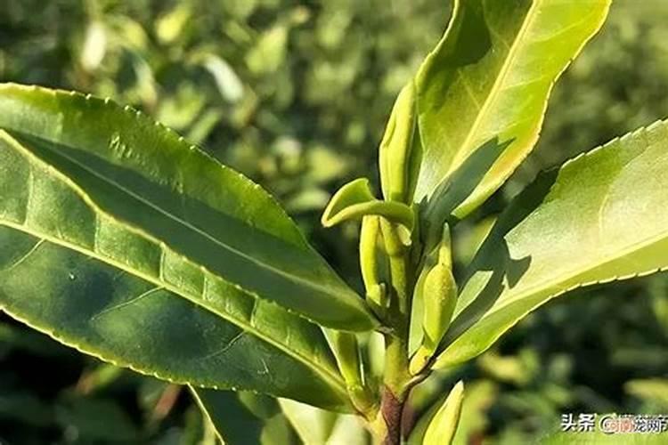 安吉白茶冬肥什么时间施