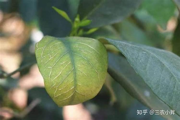 果树喷流体硼超标达到了危害怎么补救？