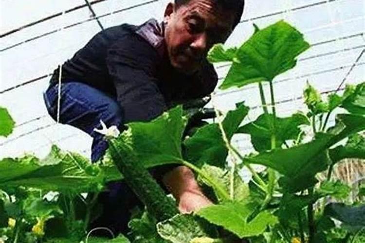 白磷肥对植物有没有危害？