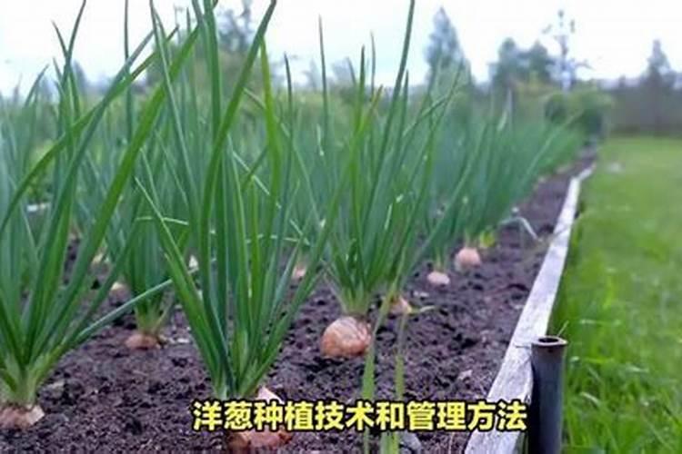 春季洋葱浇水正确管理方法