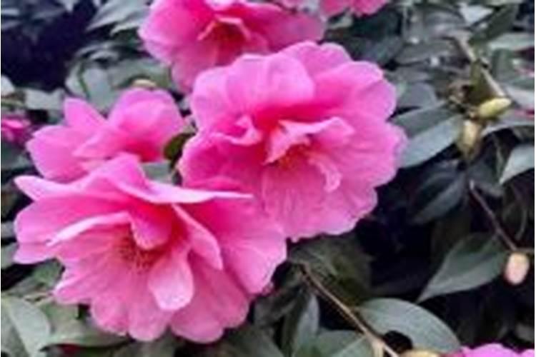 如何养茶花？