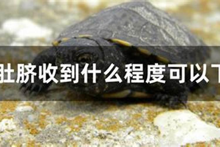 龟苗肚脐收到什么程度可以下水