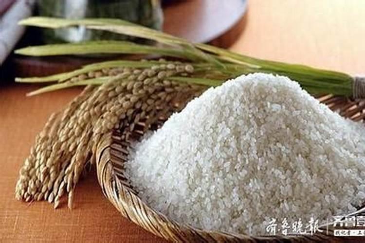 台湾大青枣苗一般是怎么育苗出来的？