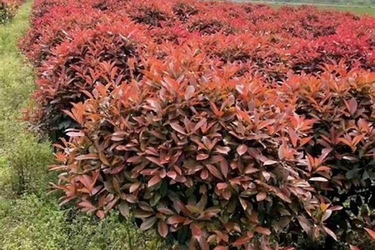 叶面施肥能弥补根系吸收养分的不足,还有哪些好处？