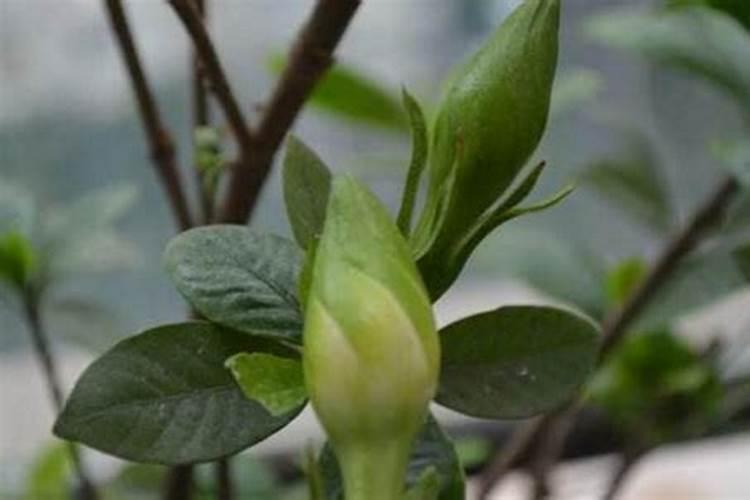 栀子花养殖的时候该怎么施肥