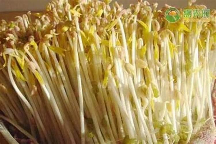 黄豆叶子长得很茂盛,不结豆子,怎么回事呢？