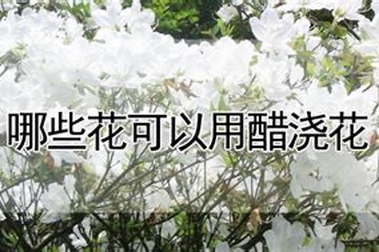 如何种苹果树花粉