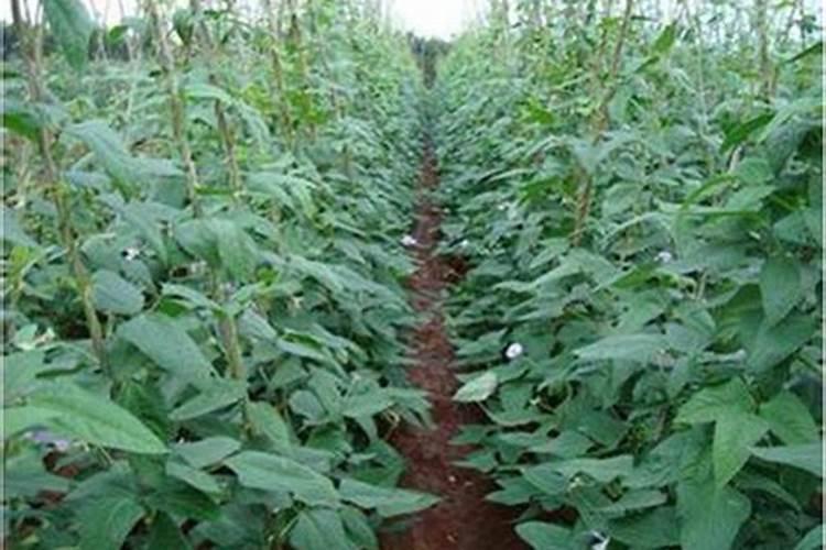 植物缺镁用什么肥料