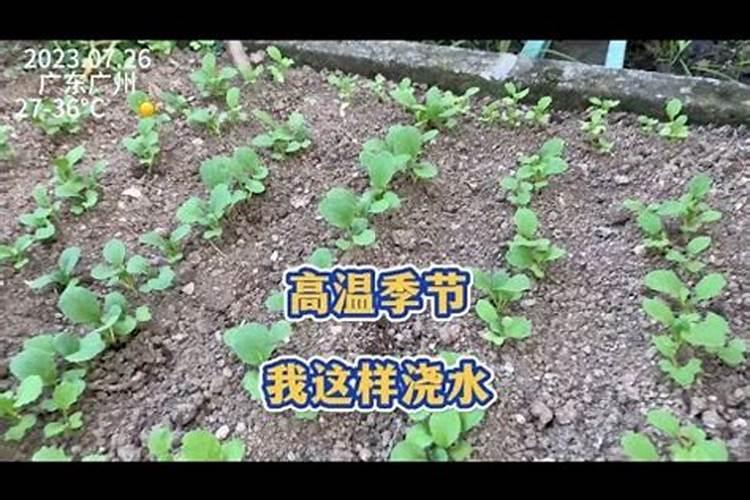 小白菜缺素症总被农户忽视,如何识别小白菜缺素症？