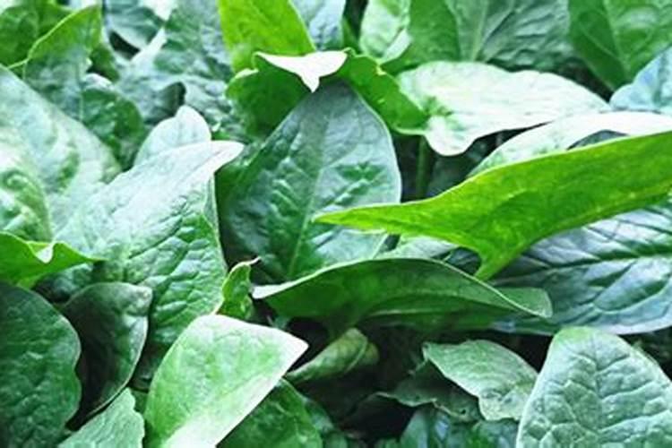 蔬菜怎样施用锌肥？