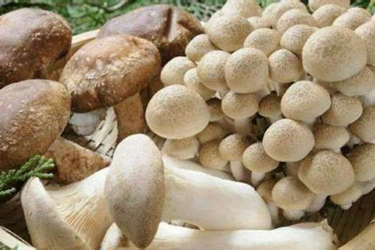 怎样自学种香菇？
