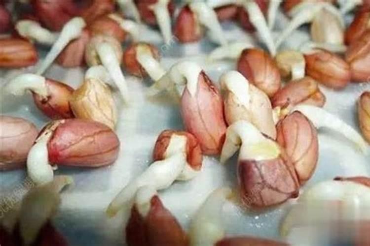 花生硼肥什么时间施用