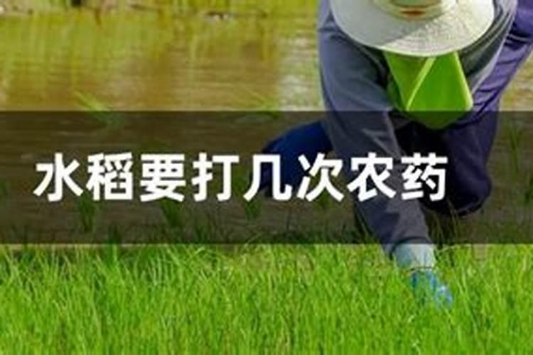水稻喷几次药